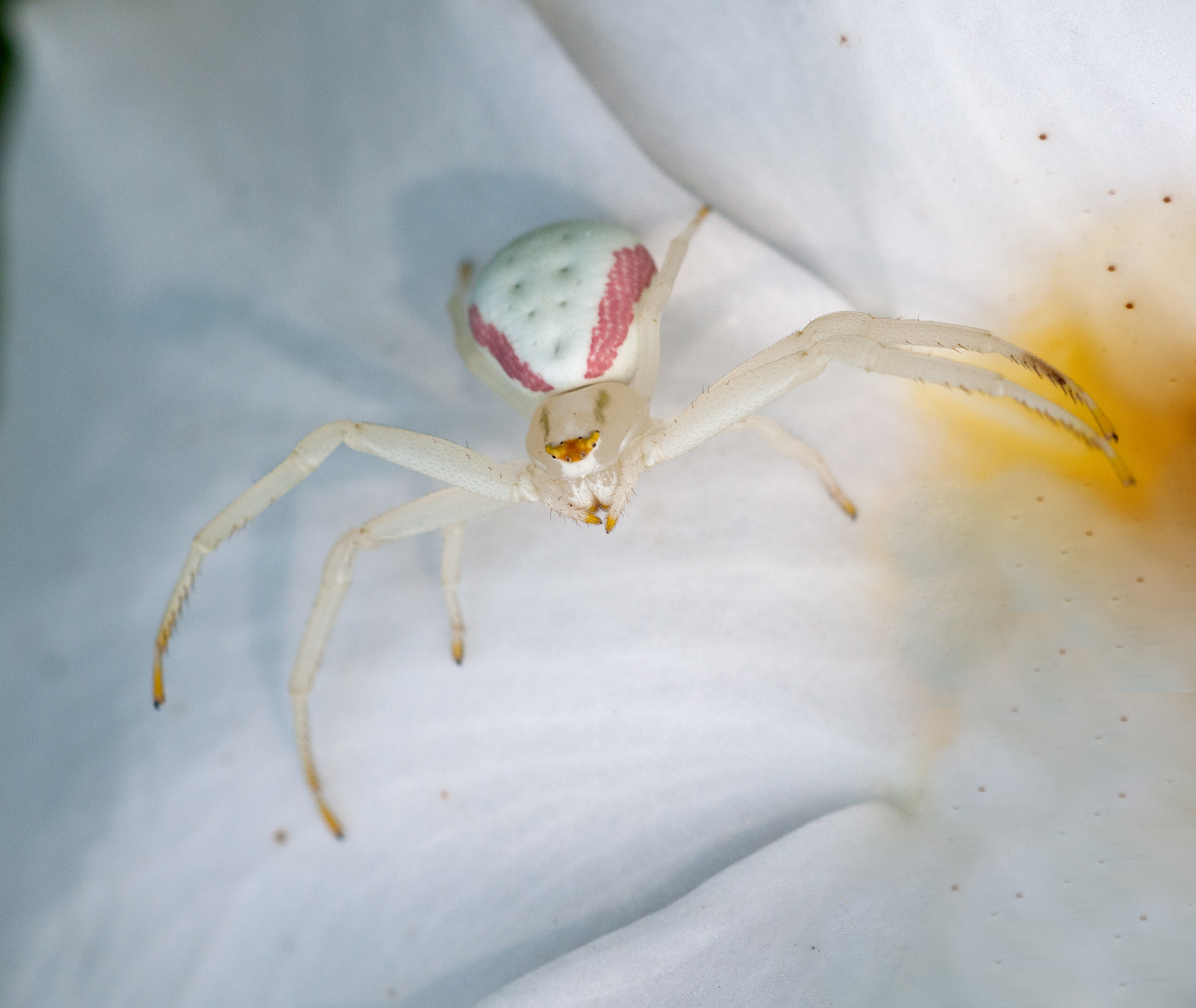 white spider on white bg