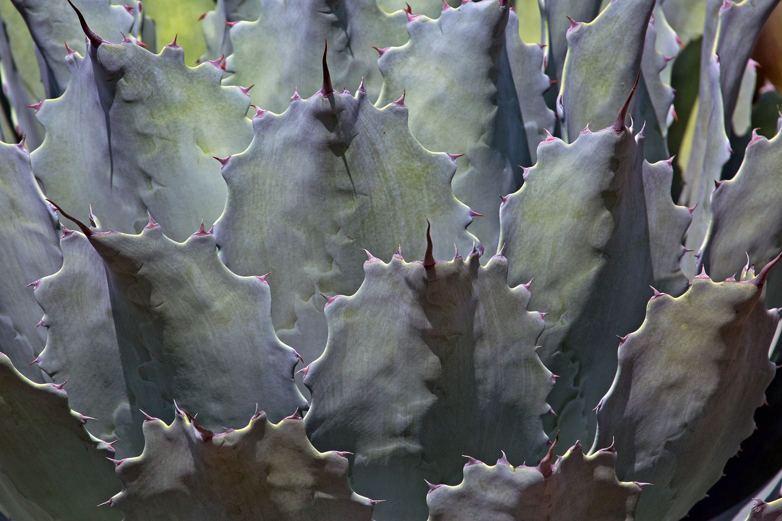 Sculpted Edges
