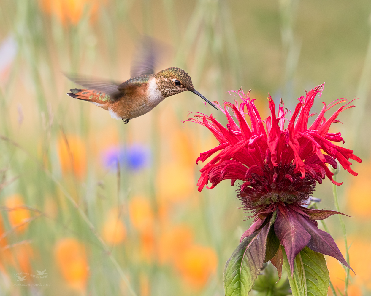 Rufous Hummingbird