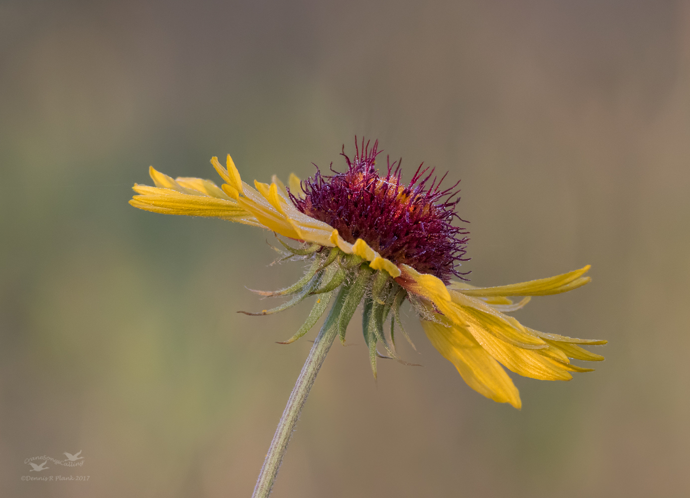 Brown-eyed Susan II