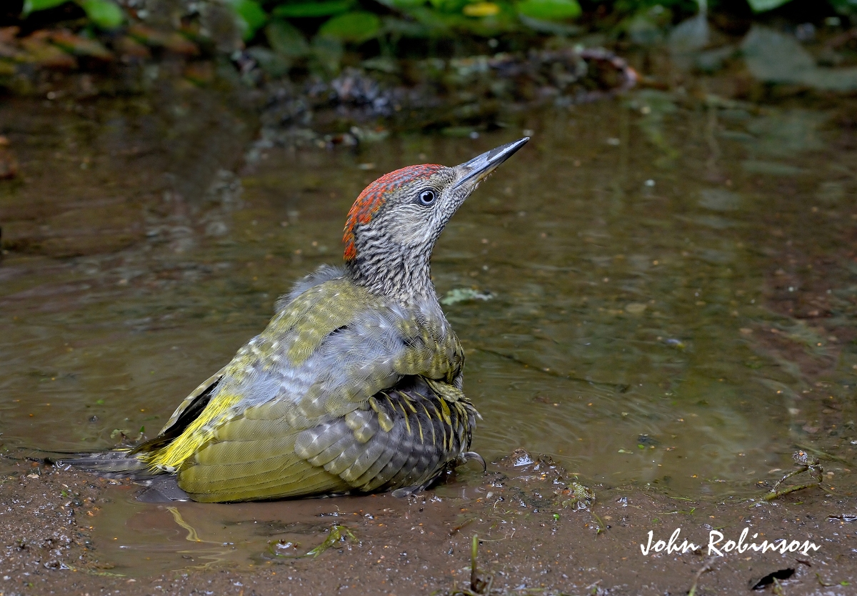 Another wet  Bird