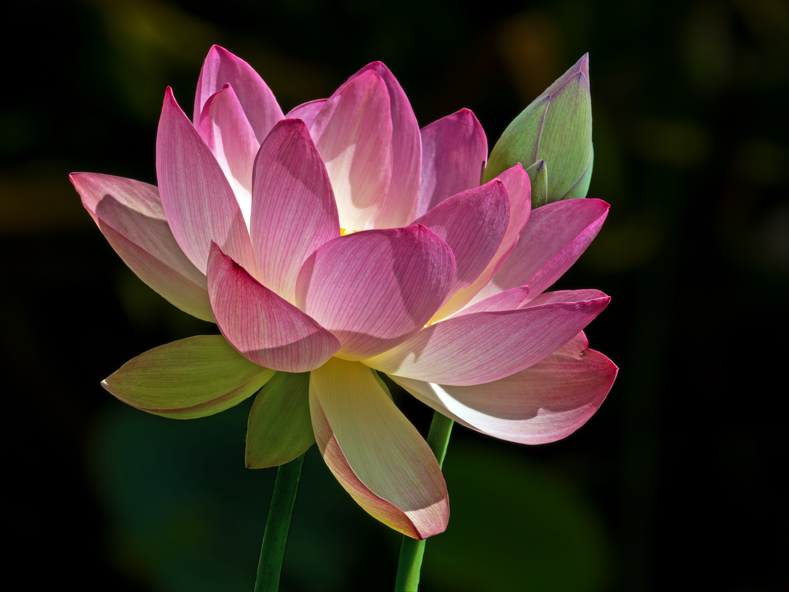 Lotus Blossom & Repost