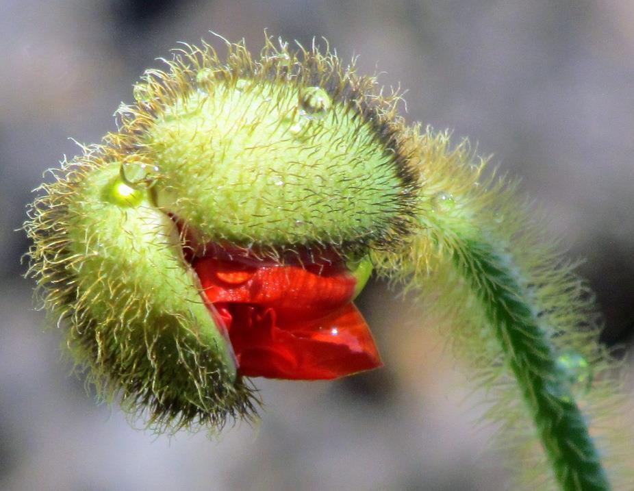 Peeking Poppy