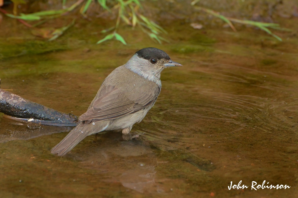 Blackcap(Male)