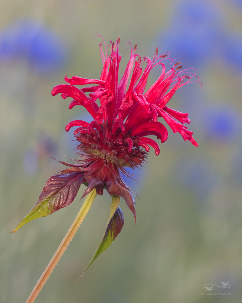 Monarda