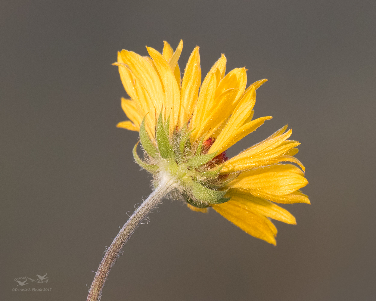 Brown-eyed Susan III