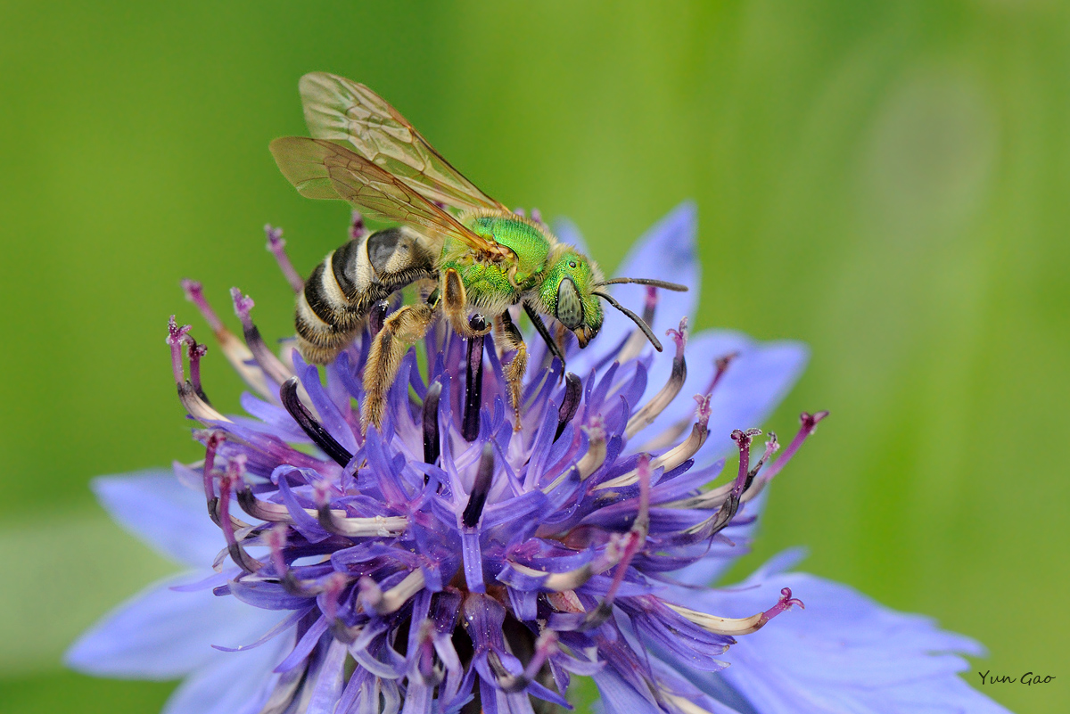 Metallic Green Bee