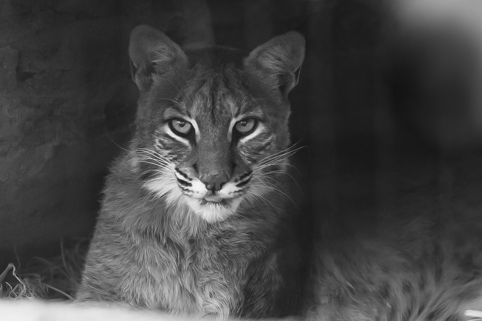 Bobcat @ Topeka Zoo