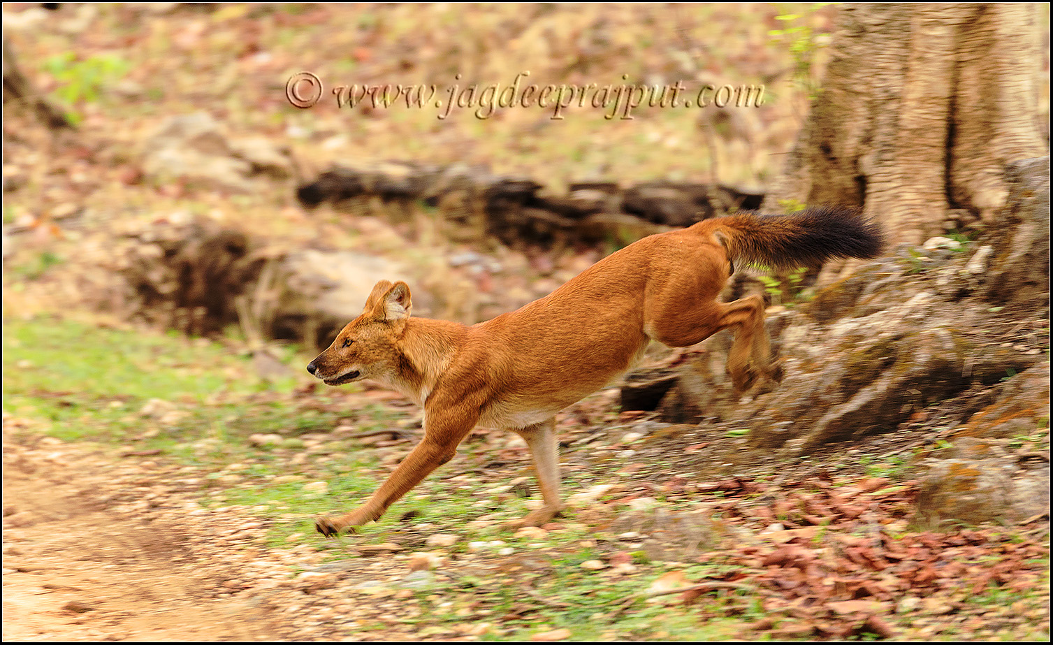 A killer on the move