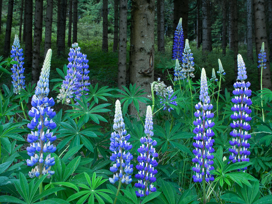 Wild Lupines