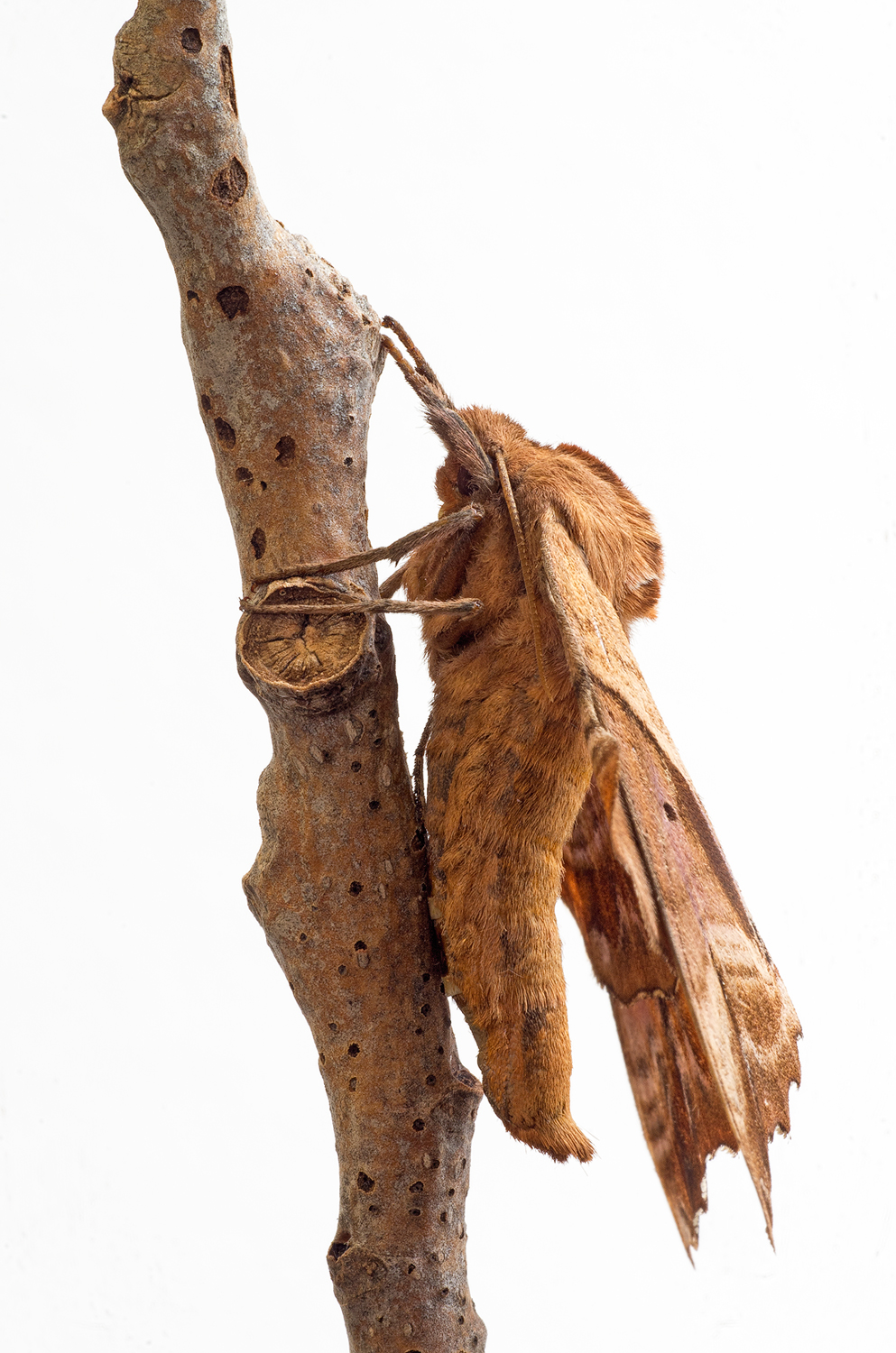 Blinded Sphinx Moth