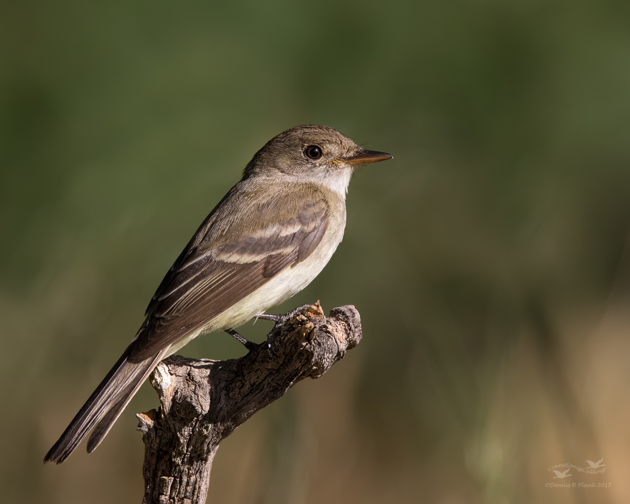 Willow Flycatcher