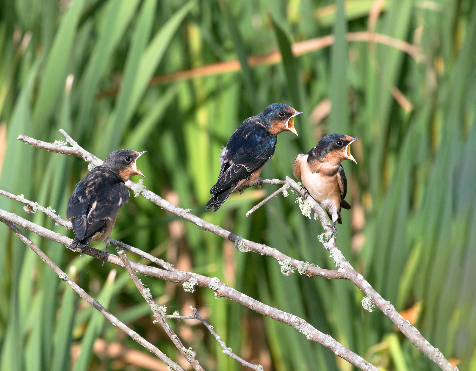 Barn Swallow Fledglings