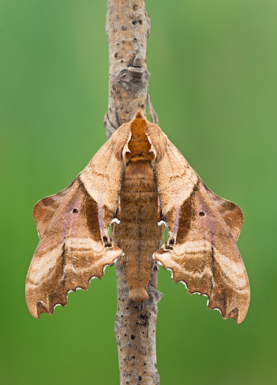 Blinded Sphinx II