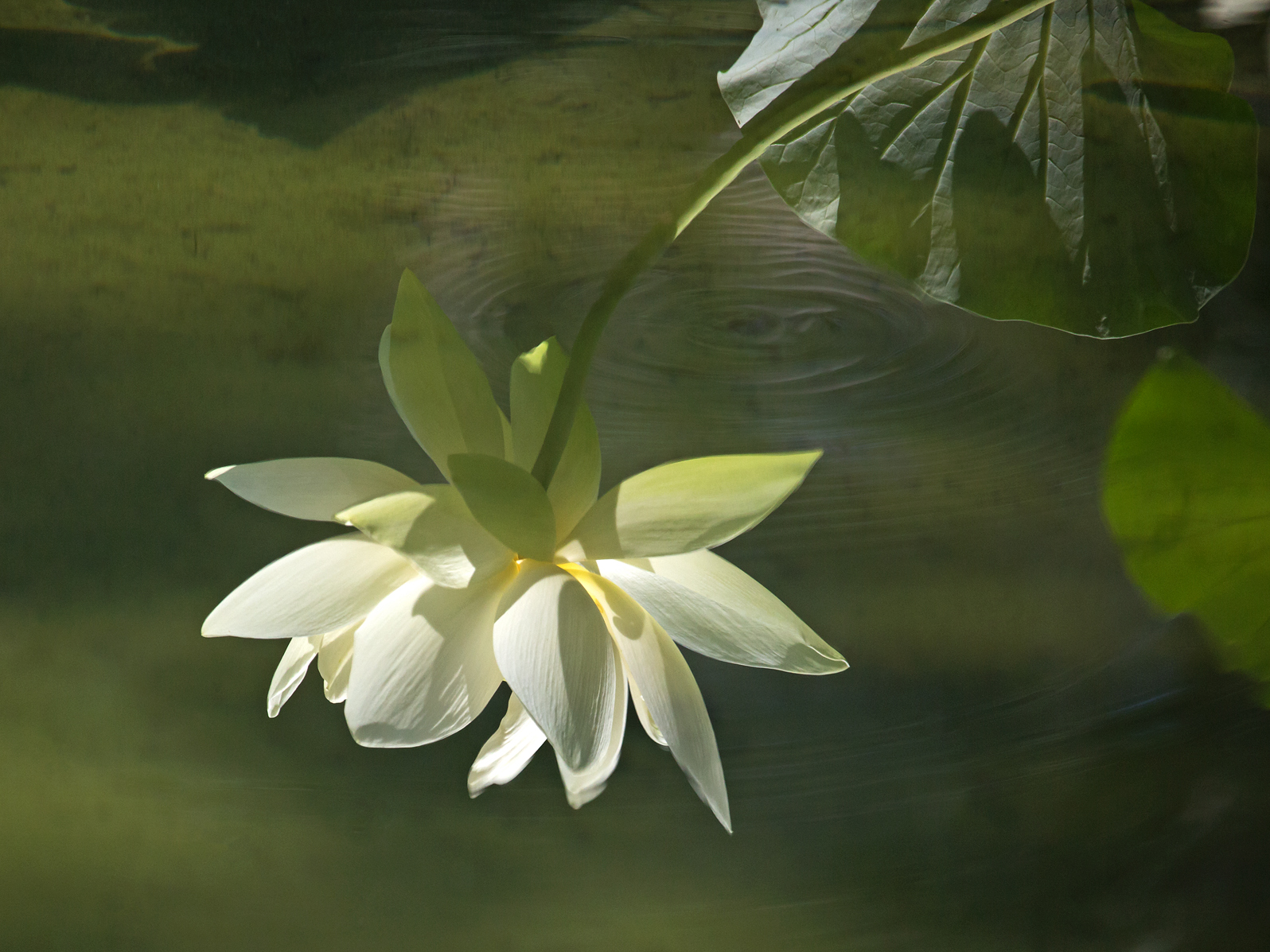 Lotus Ripples