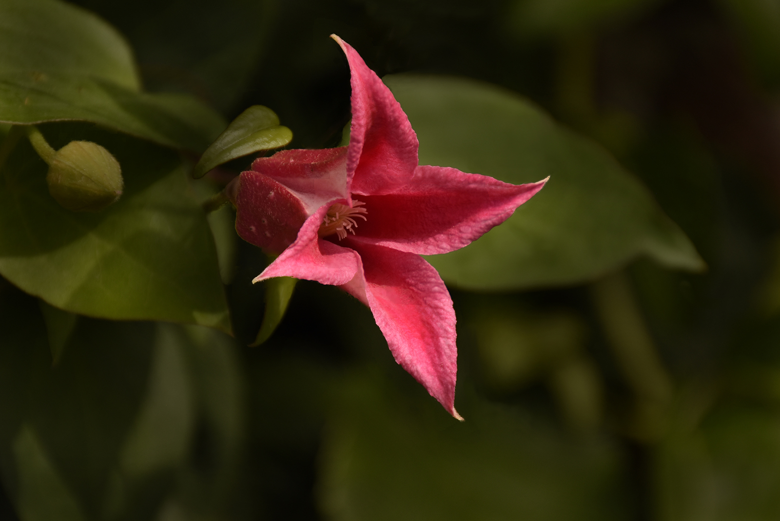 Scarlet Clematis