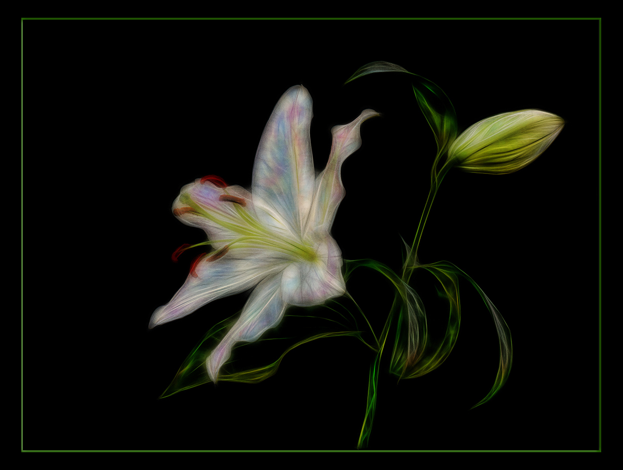 Oriental Lily - Take 2