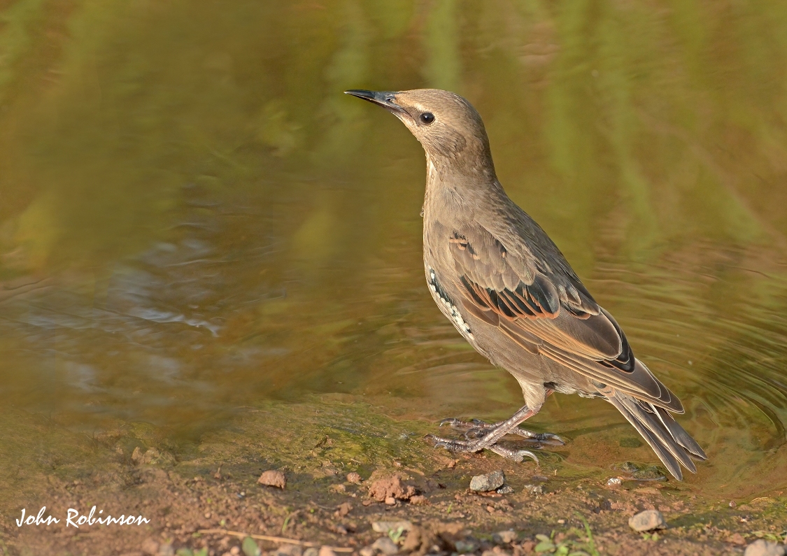 Starling