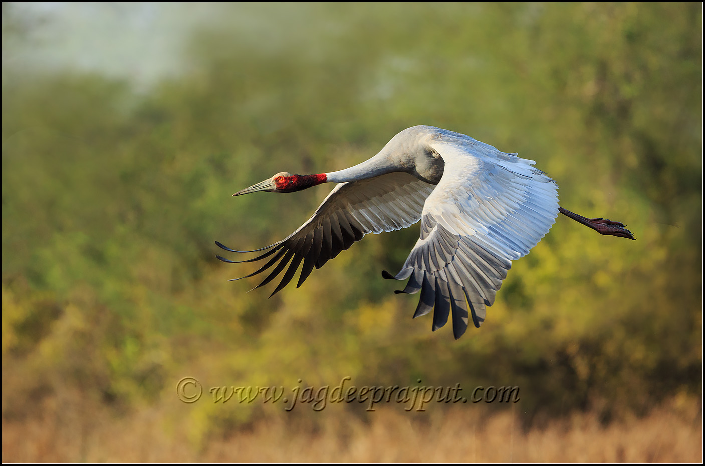 Indian Saras Crane