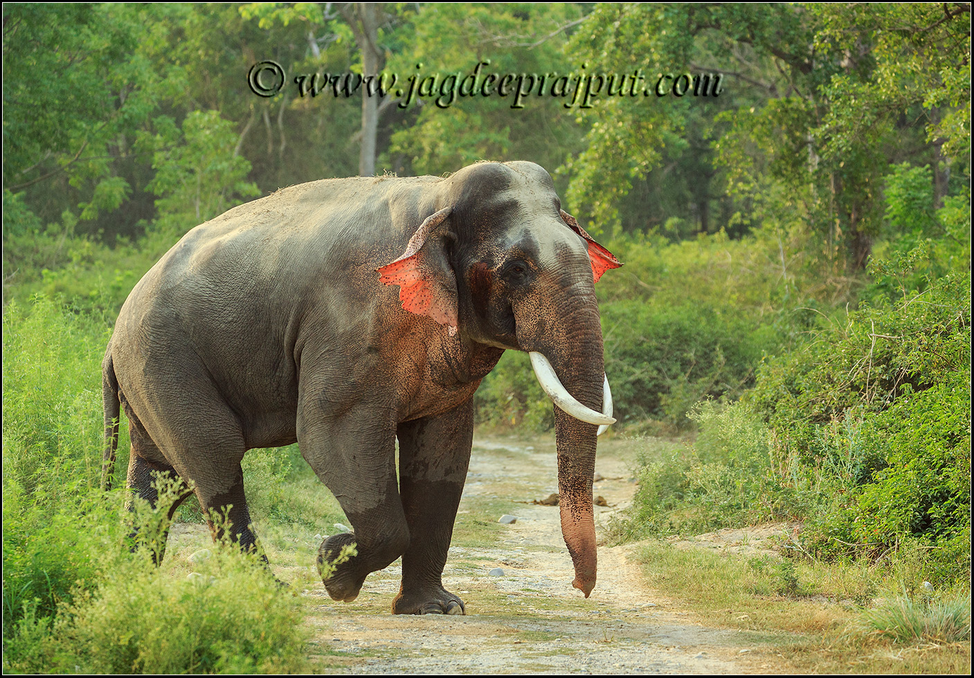 Red - Ear Tusker 2