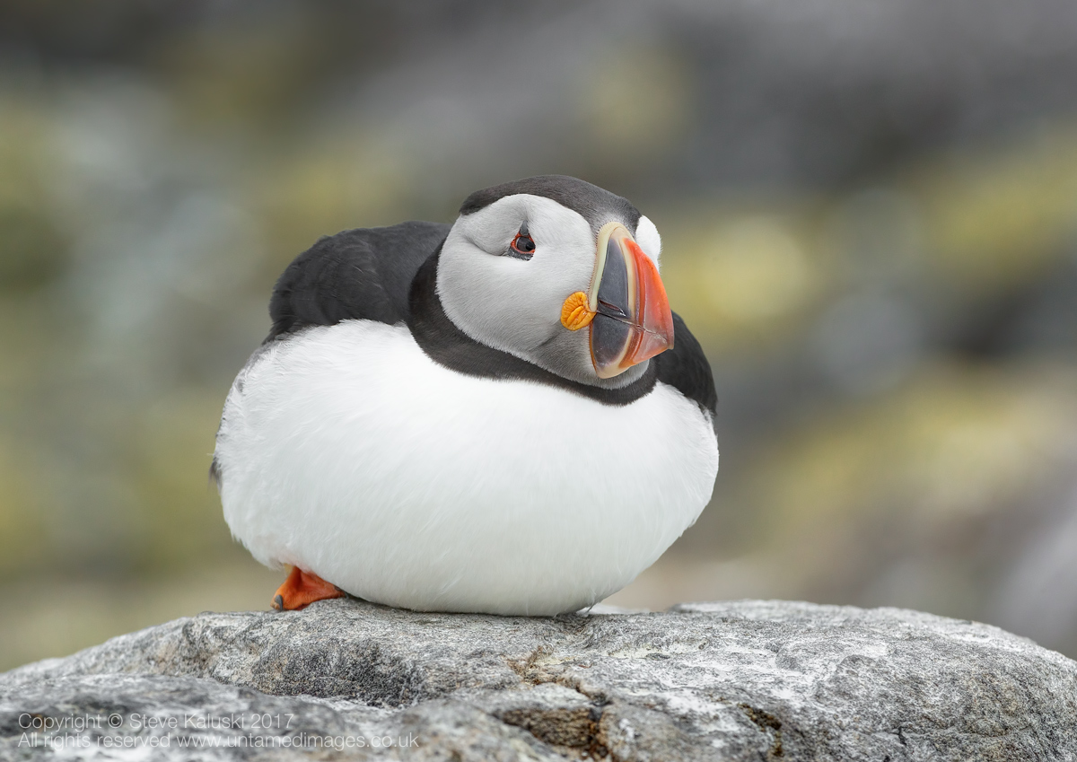 It's another Puffin...