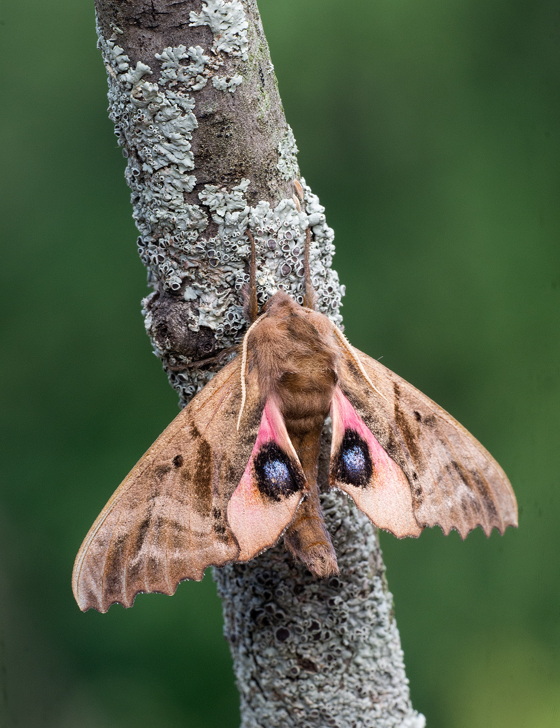 I'm Watching You!