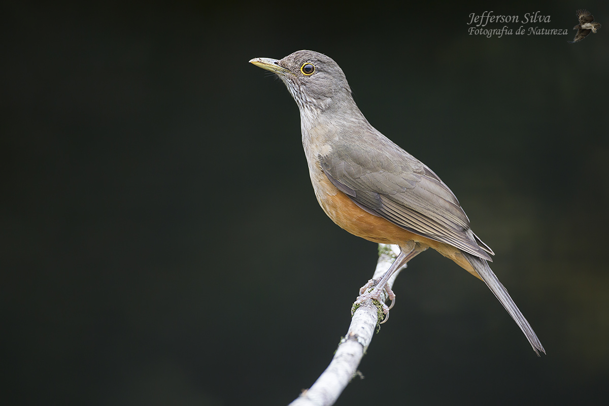 Rufous-bellied Thrush