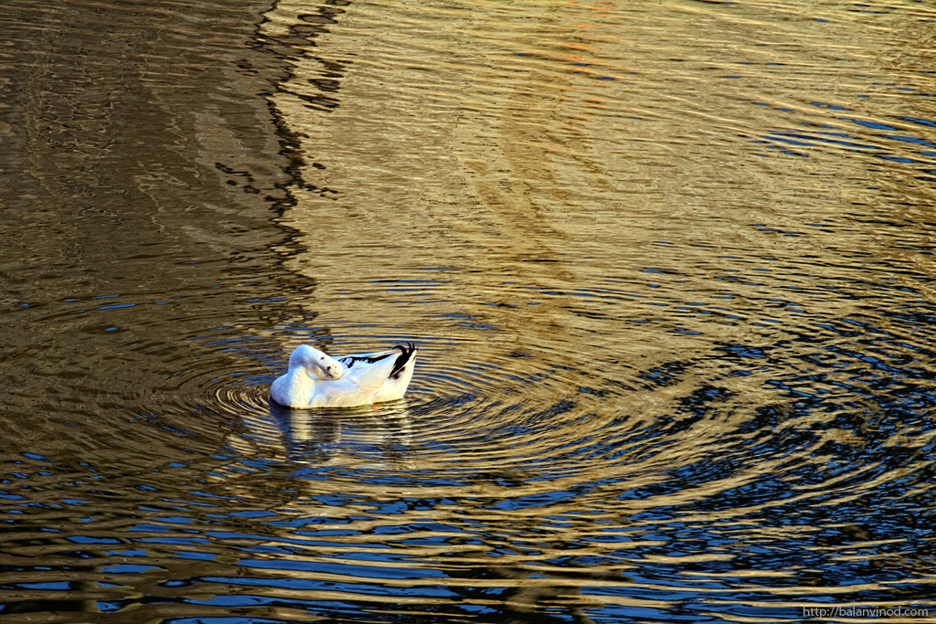 Reflections