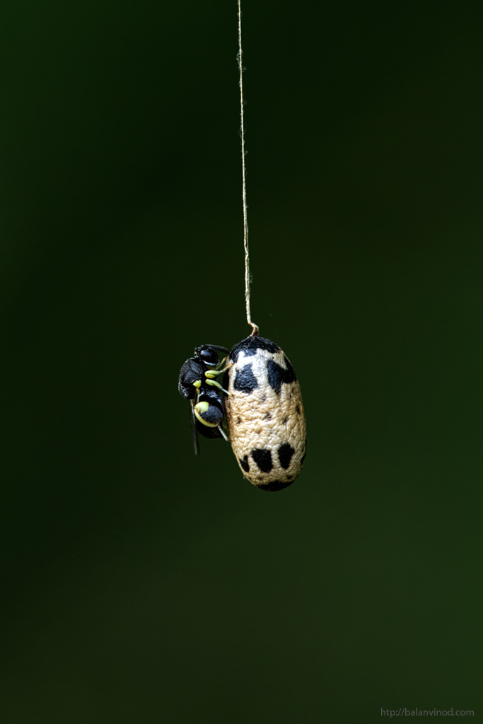 Pendulum