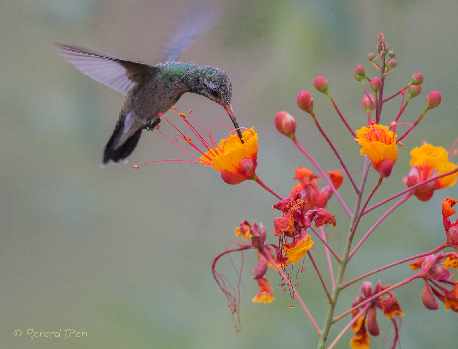 Broad-billed Hummingbird