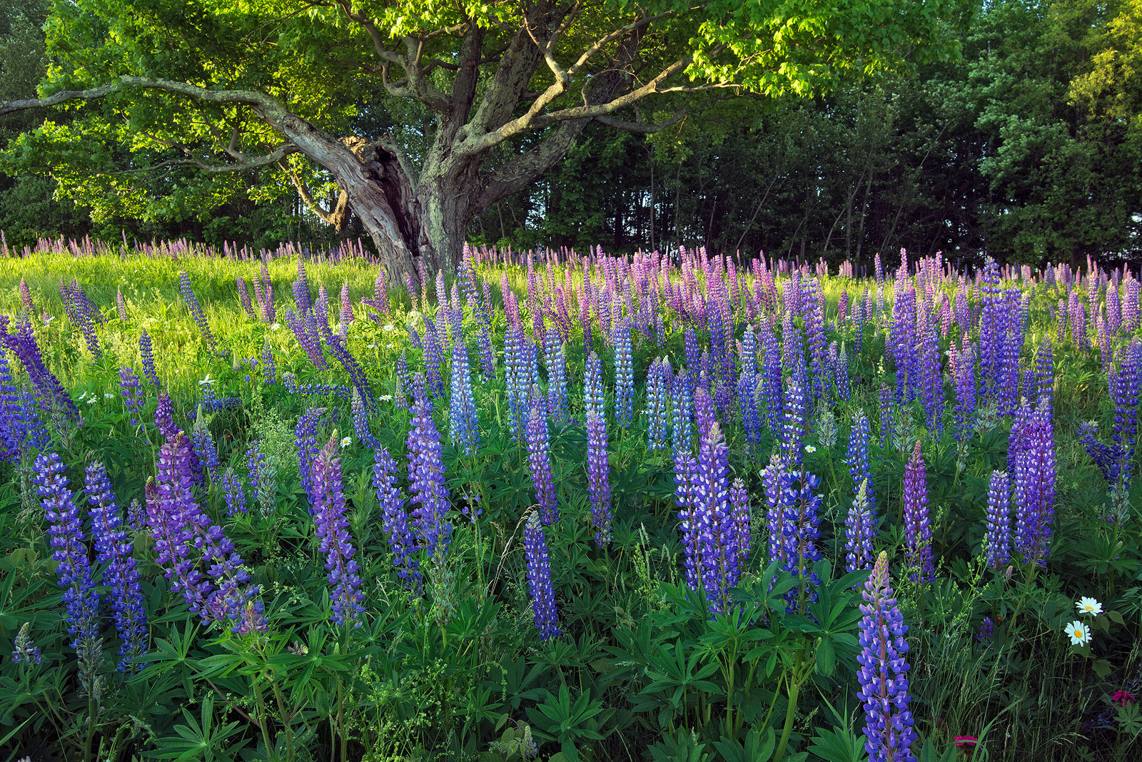 Lupine's Last Light