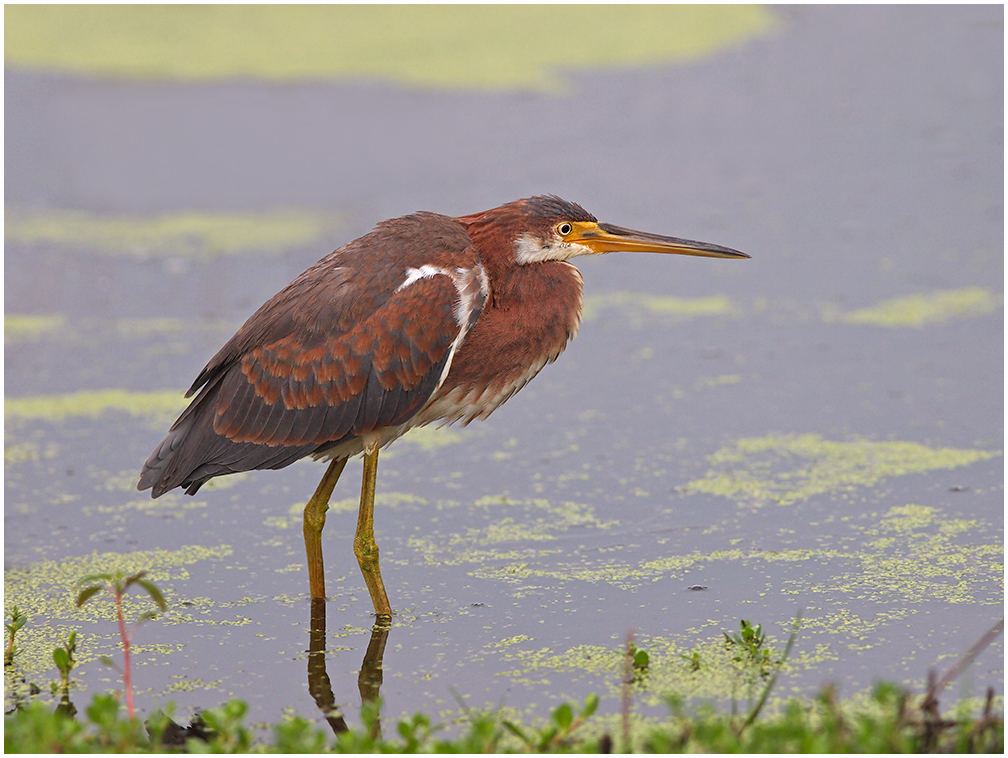 Juvenile Tricolor