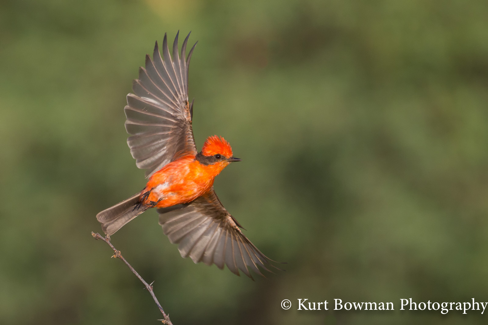 Vermillion Taking Off