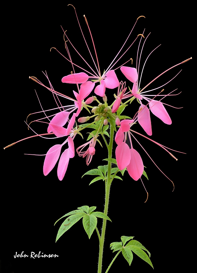 Cleome