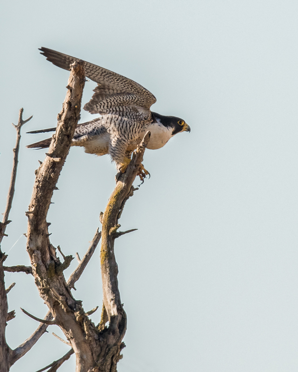 Peregrine