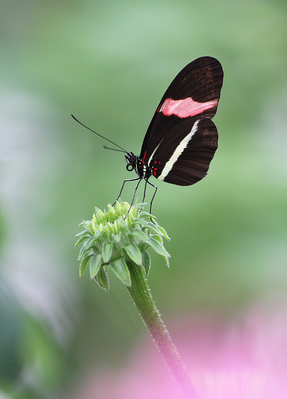 Postman Butterfly