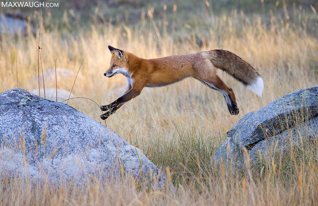 Fox Hop
