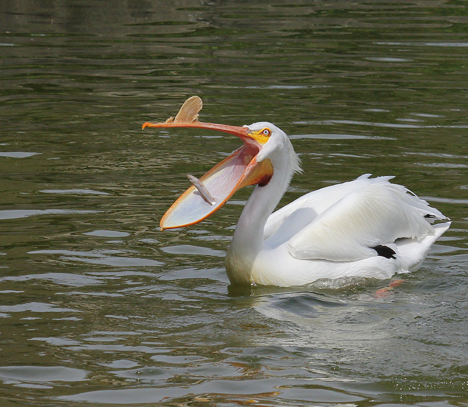Great Catch!
