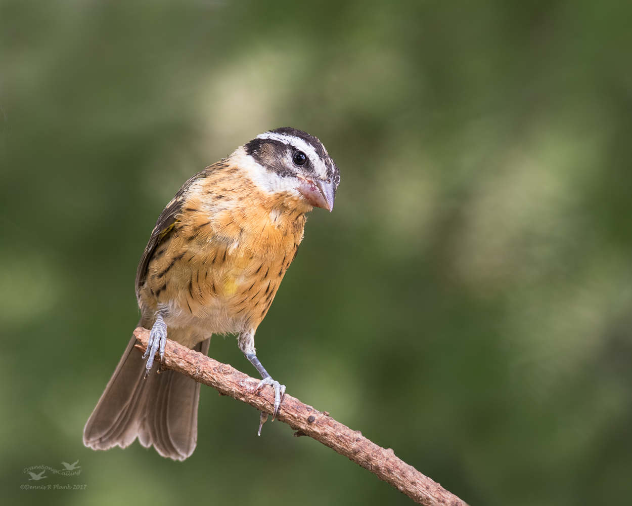 Juvenile BH Grosbeak