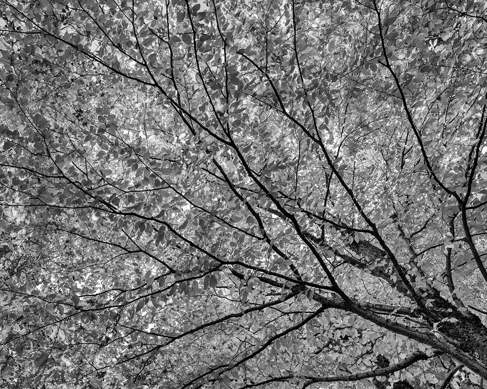 Autumn Canopy