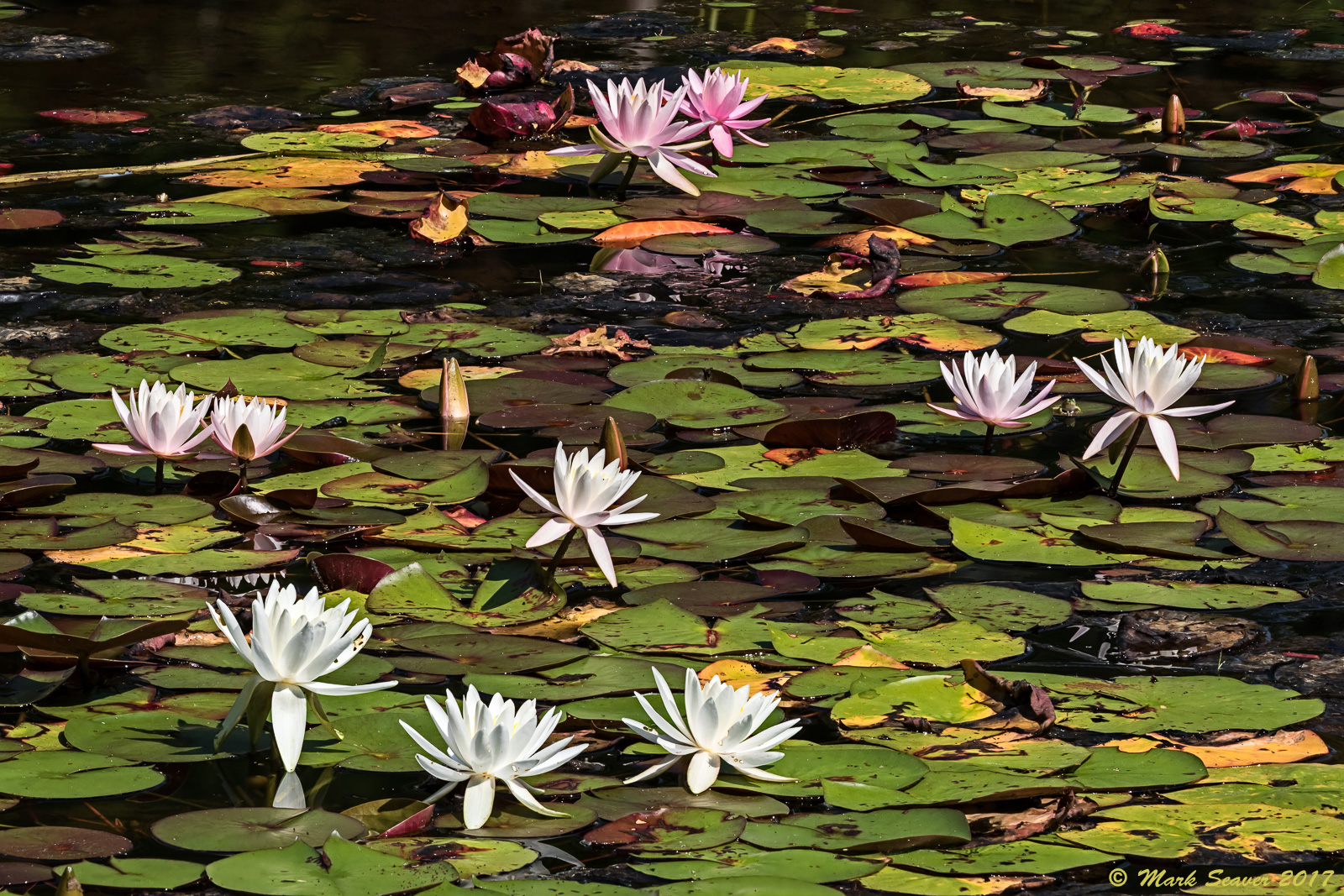 Find the Frog