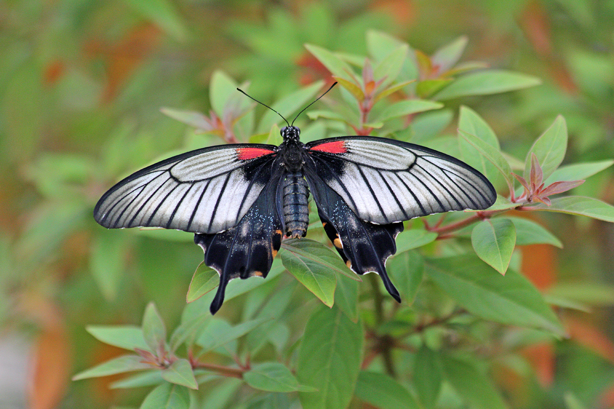 Lowi Swallowtail