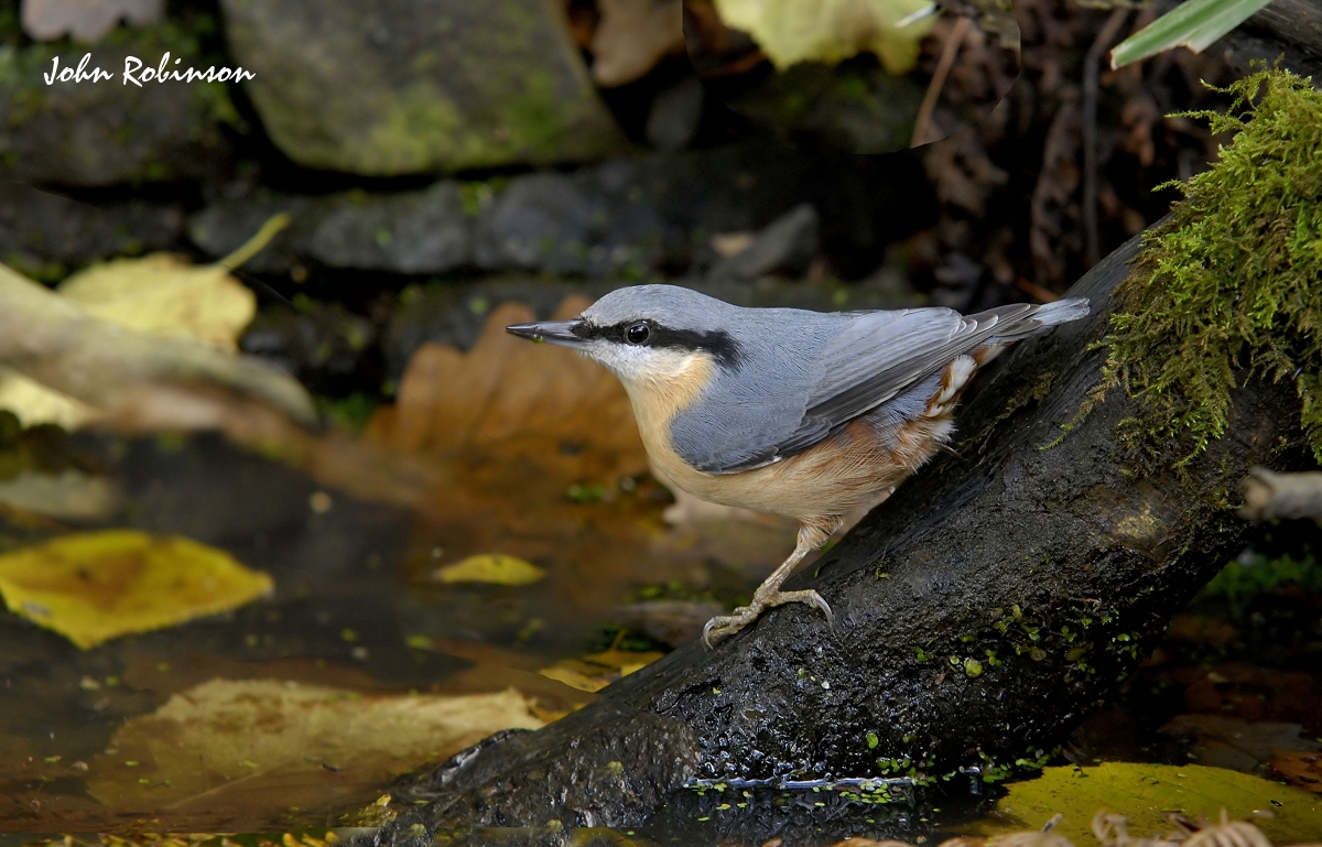 Nuthatch 