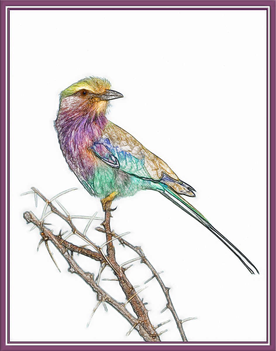 Lilac-Breasted Roller