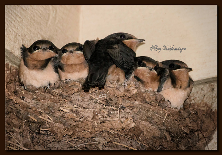 Fledge Day!