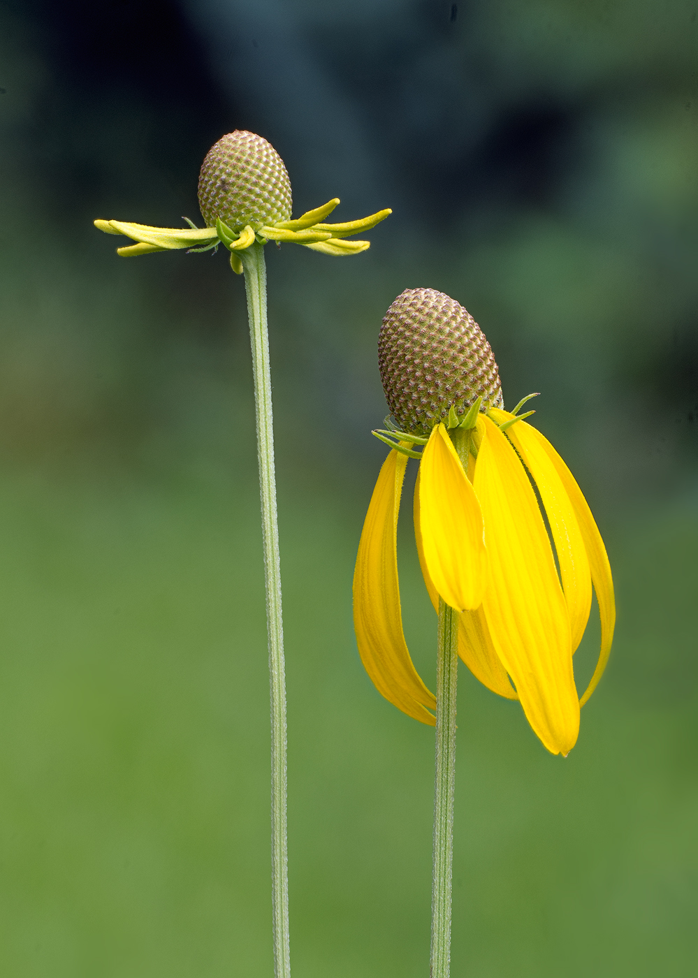 High Key Yellow Coneflowers (Alt)