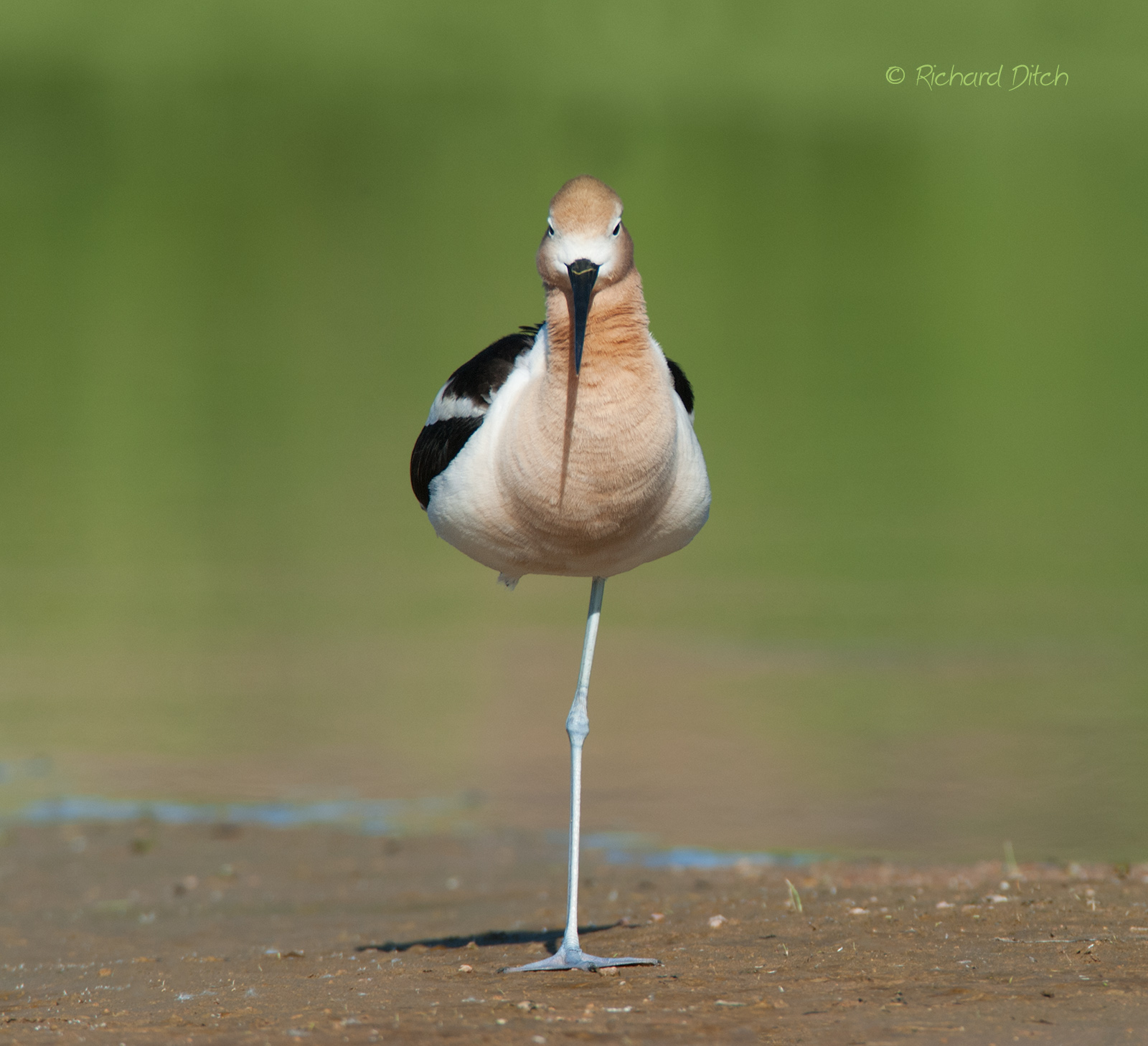 American Avocet
