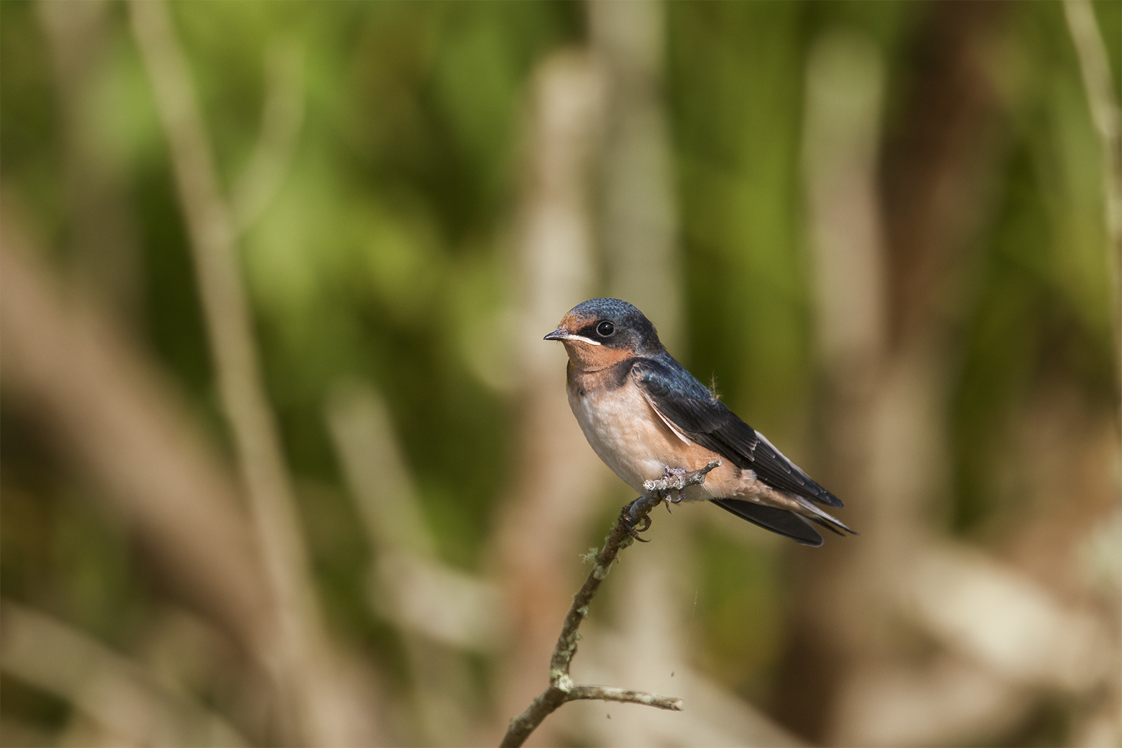 Barn Swallow/redo
