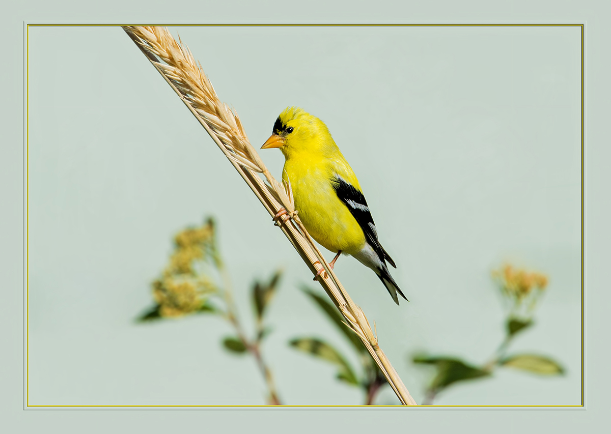 American Goldfinch