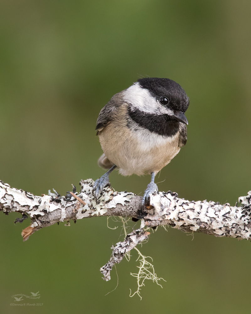 Black-capped Chickadee